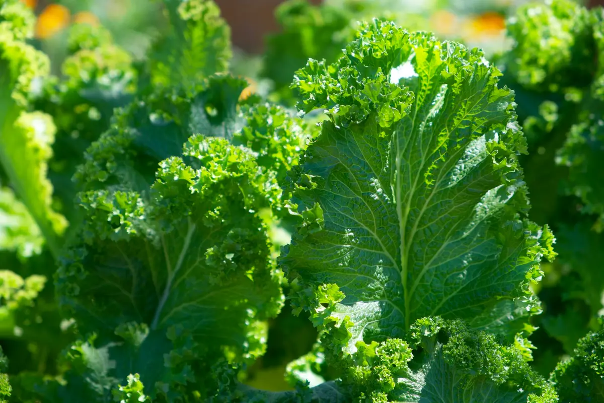 Fresh kale leaves, one of the foods that supply folate